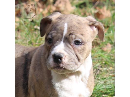 PoulaTo: Pitbull Puppies for Sale